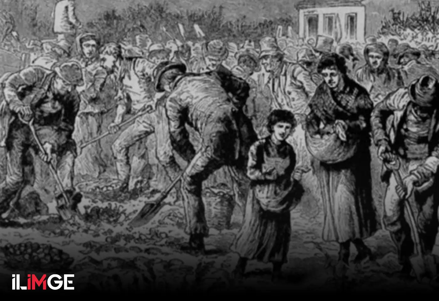 Büyük Patates Açlığı