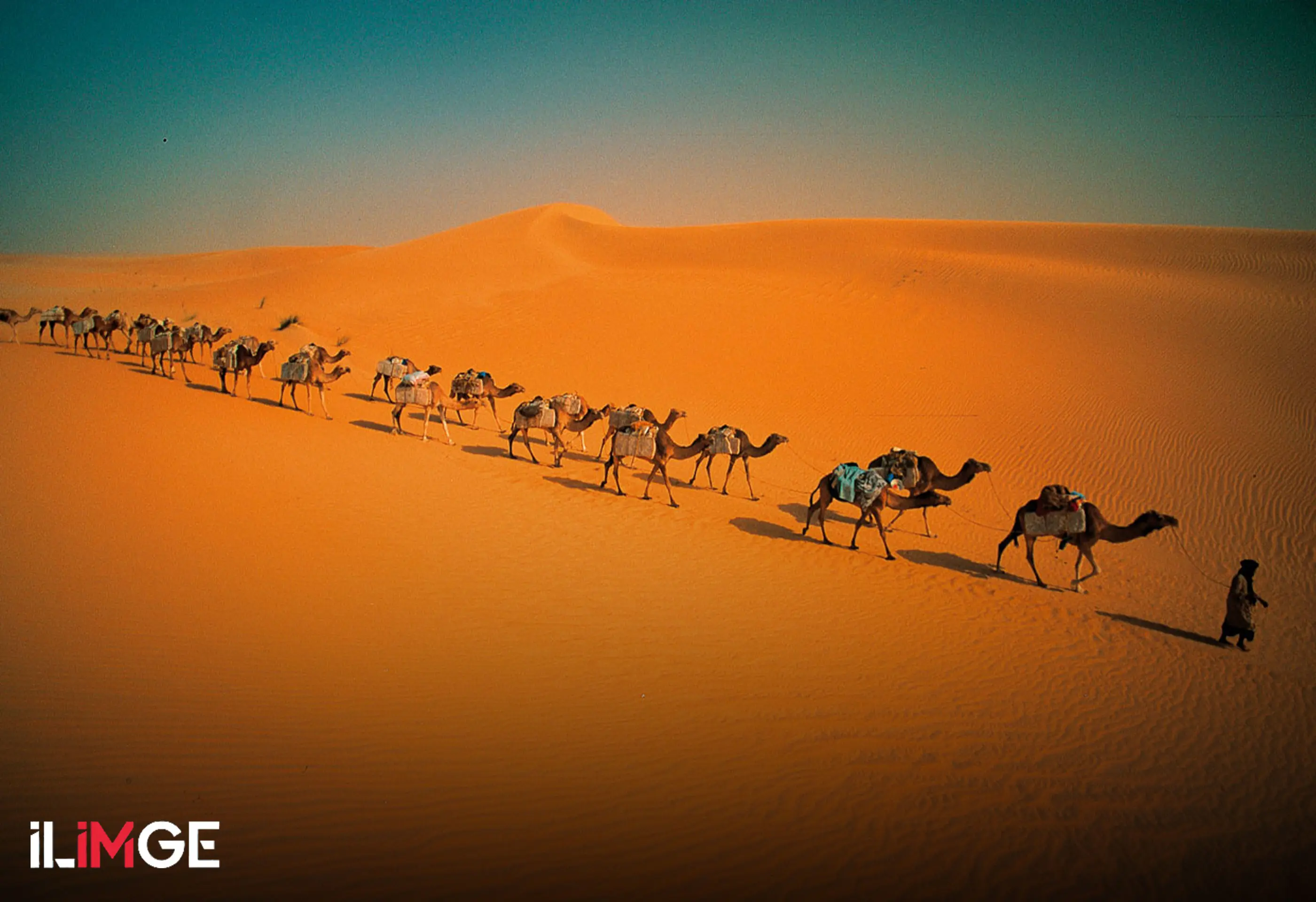 Çöllerin Gemisi (Sefinetü’s-Sahra): Deve