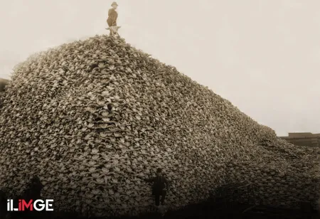 Amerikalıların Bizon Katliamı ve Sonuçları