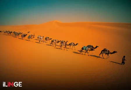 Çöllerin Gemisi (Sefinetü’s-Sahra): Deve