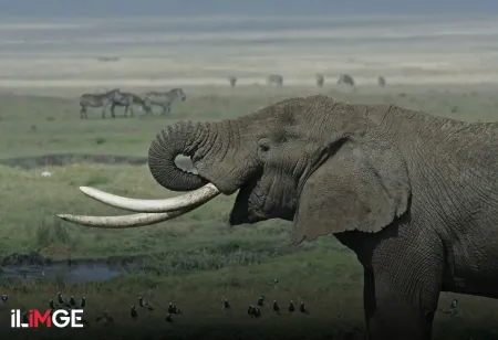 Fildişi Ticaretinin Tarihi