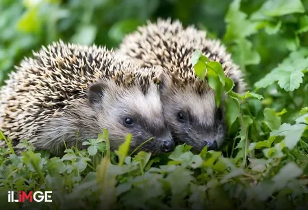 Dikenli Bir Paradoks: Kirpi İkilemi