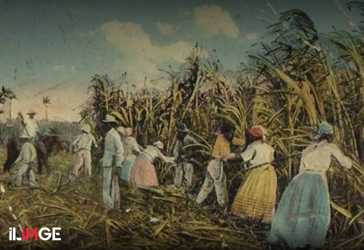 Şekerin Acı Tarihi