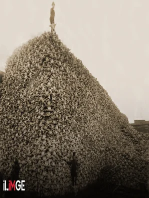 Amerikalıların Bizon Katliamı ve Sonuçları