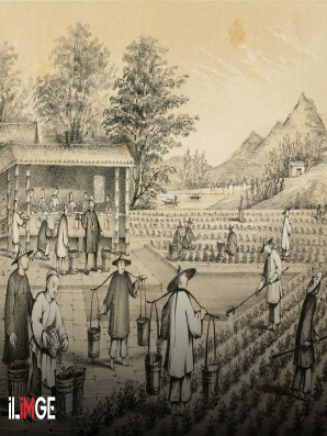 Çayın Kadim Tarihi ve Çay İsminin Kökeni