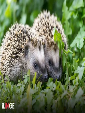 Dikenli Bir Paradoks: Kirpi İkilemi